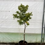 Limequat (Citrofortunella × floridana) ´EUSTIS´ - výška: 120-150 cm, kont. C18L